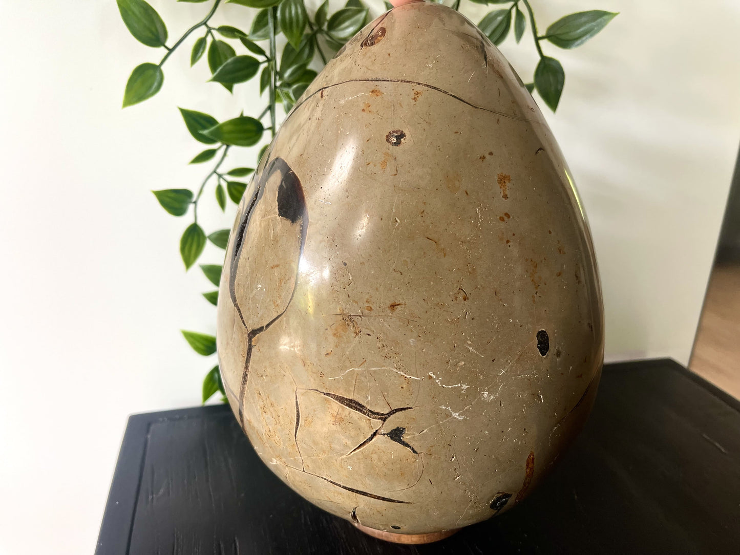 Septarie ei XL (6,2kg)