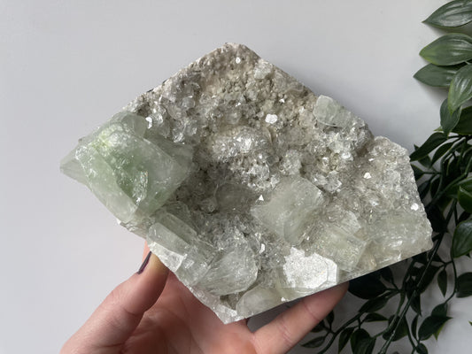 Apofyliet cluster