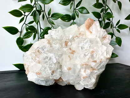 Apofyliet cluster