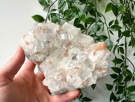 Apofyliet cluster